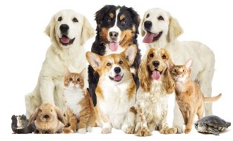 Group of Pets - Savannah Pet Nanny Group of Pets - Savannah Pet Nanny