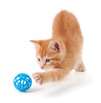 Cat - Savannah Pet Nanny Cat - Savannah Pet Nanny