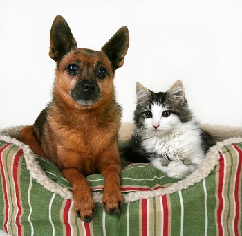 Dog & Cat - Savannah Pet Nanny Dog & Cat - Savannah Pet Nanny