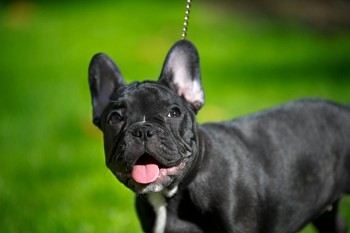 Dog Walking Dog Walking